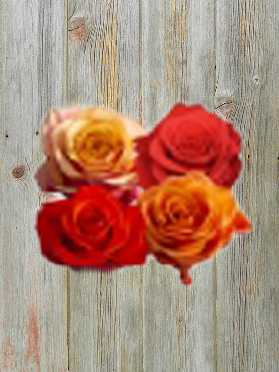 ORANGE ROSES